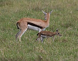 Thompson gazelle